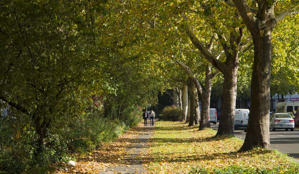 Herbst Baum Blätter