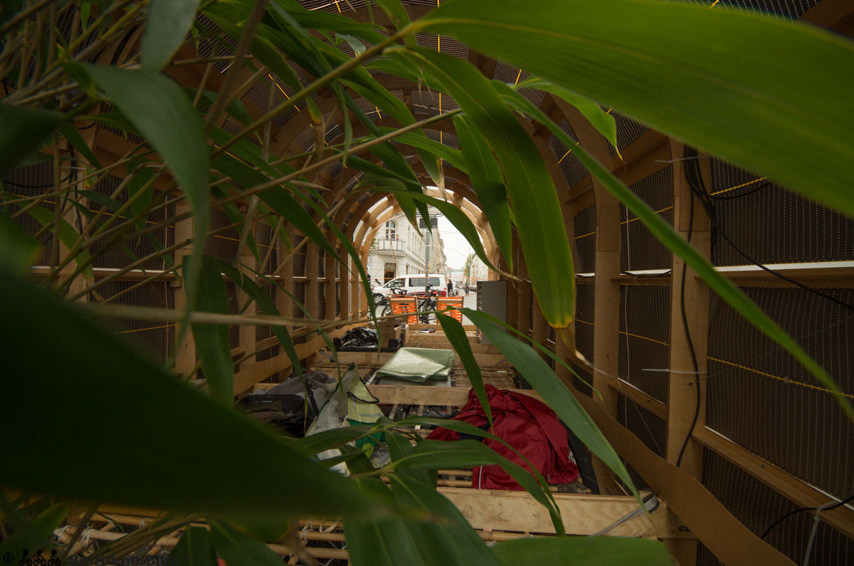 a green plant in a garden