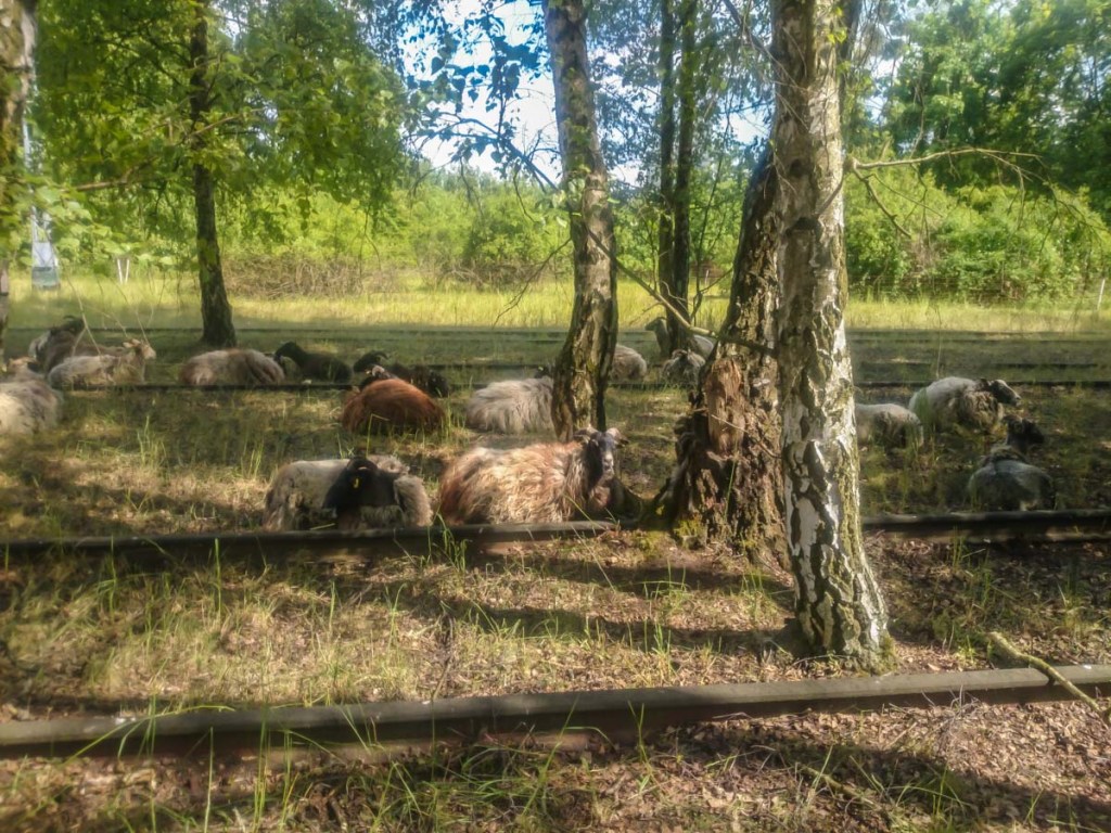 a herd of sheep standing on top of a grass covered field