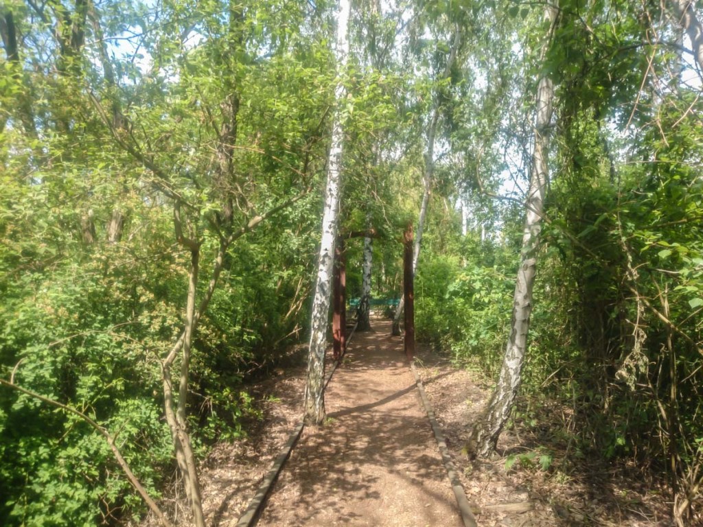 a tree in a forest