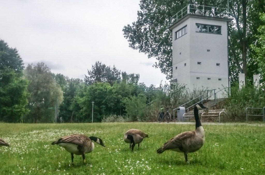 Minenfelder zu Gänseblümchen könnte man dieses Foto überschreiben hätte es in Berlin tatsächlich Minen gegeben. So bleibt nur die schöne Symbolik friedlich weidender Gänse vor dem Wachtum.
