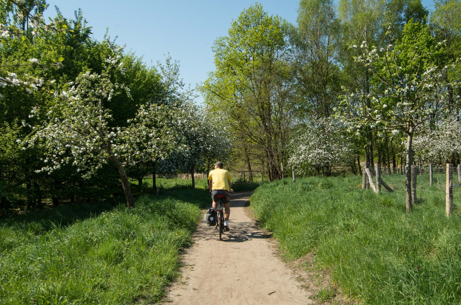 Beste Radtour-Kulisse: die Brandenburger Apfelblüte.