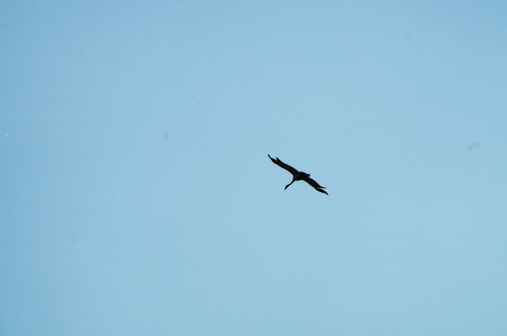 Storch, Reiher? Bin leider ganz schlecht mit Flora und Fauna, wenns jemand weiß, lass ich mich gern belehren.