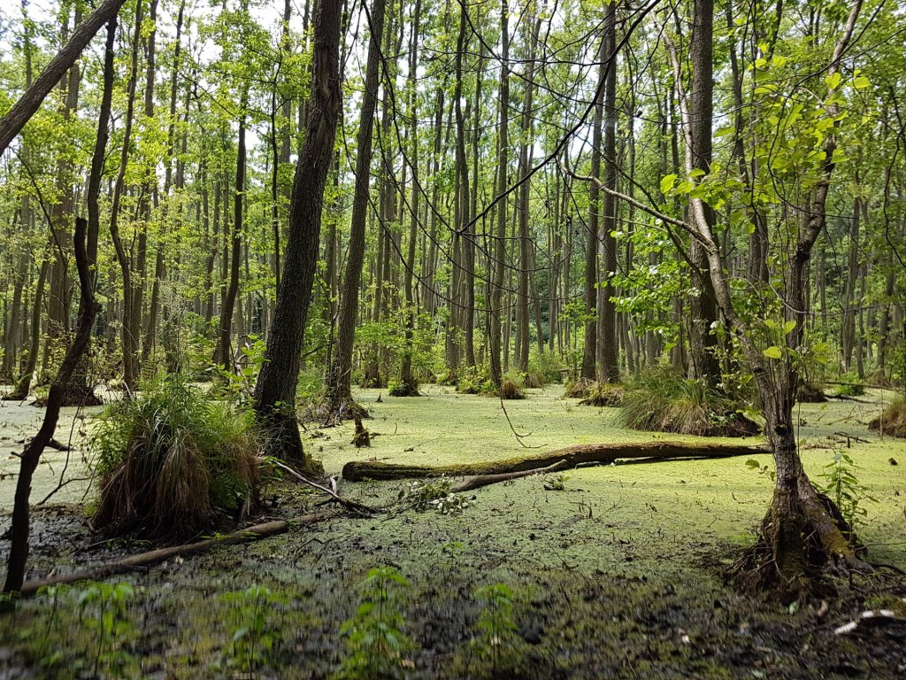 Plagefenn bei Brodowin.