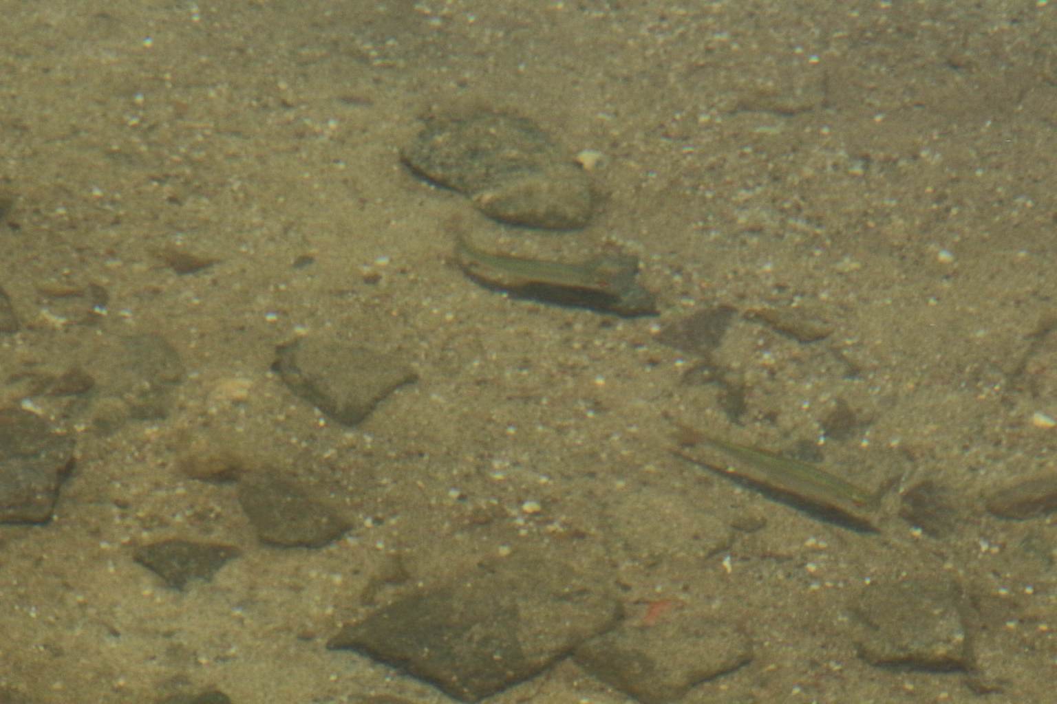 Bislang sind die meisten Fischpopulationen in den Tagebauseen noch nicht stabil, zumindest in Brandenburg werden derzeit noch 1.000e Fische jährlich ausgesetzt. Hier im Gremminer See, scheinen sie sich aber ganz wohl zu fühlen.