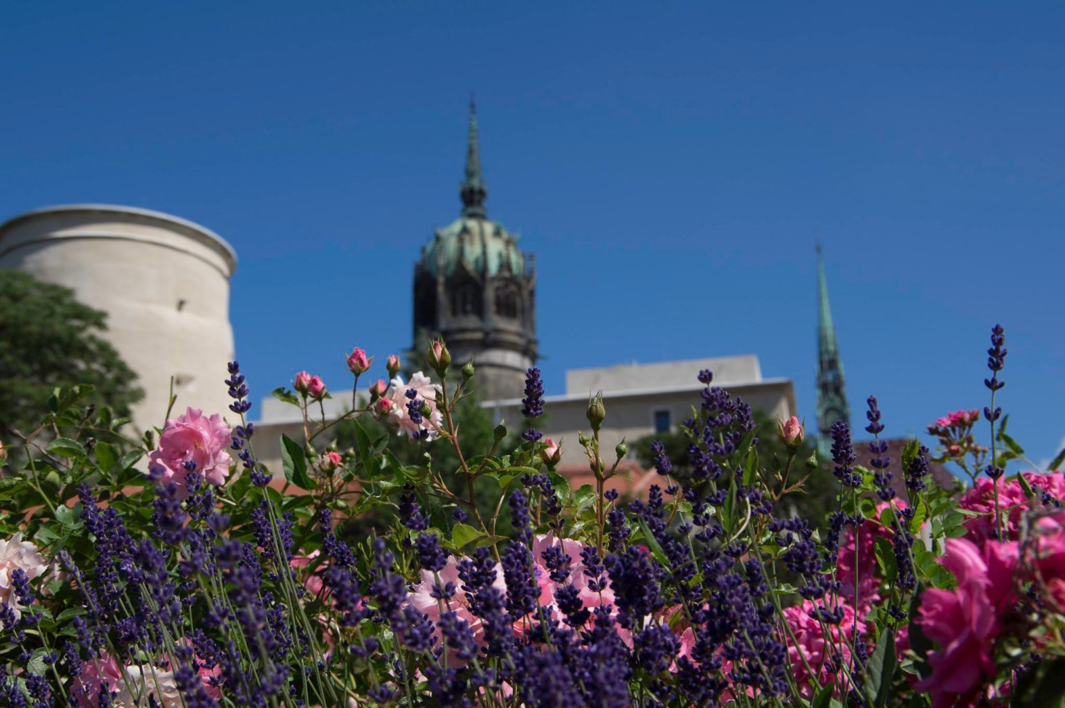 Die Parks von Wittenberg punkten im Lutherjahr mit großer Blütenpracht.