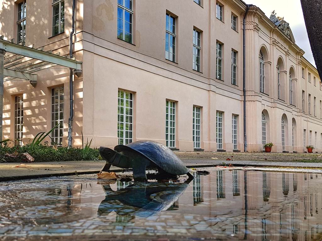 Schildkröte am Schloss Schönhausen