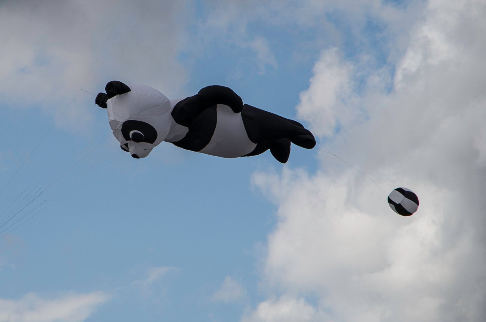 Pandas gehen immer, besonders wenn sie fliegen