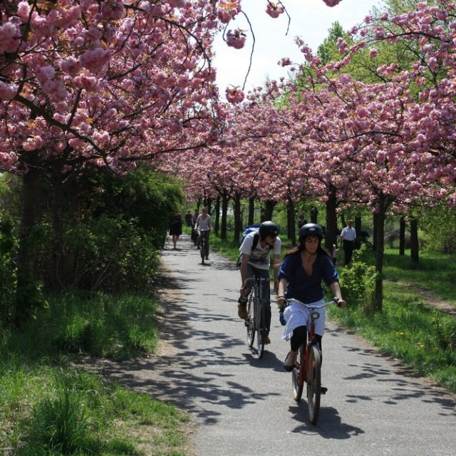 a person walking down a street next to a tree