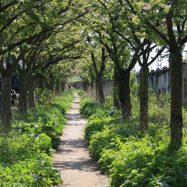 a path surrounded by trees