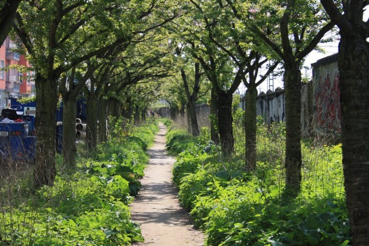 a path surrounded by trees
