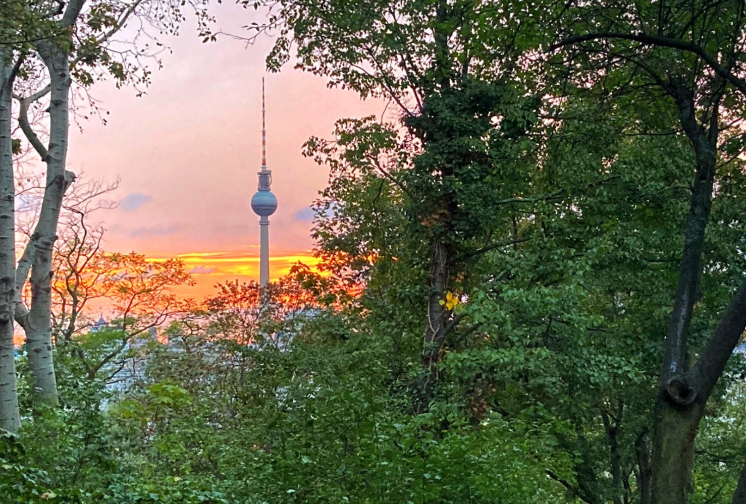 Eine der wenigen Sichtschneisen, die noch frei ist. Der Fernsehturm lugt zwischen dichtem Bewuchs hervor