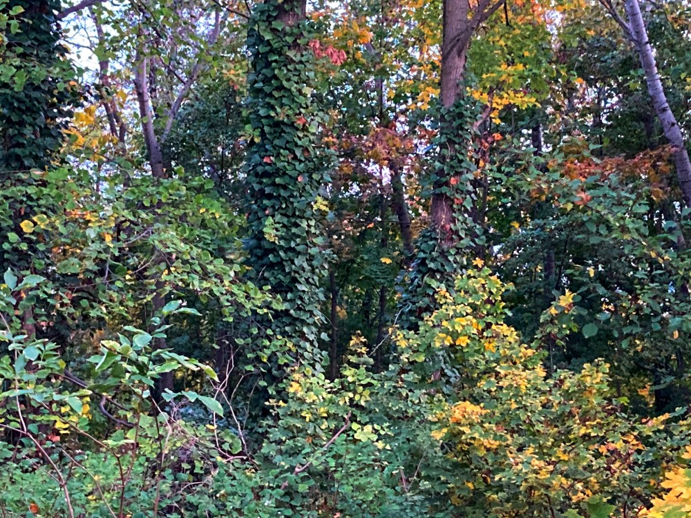 Wie Ihr seht, seht Ihr nichts als dichtes Gebüsch auf dem großen Bunkerberg im Friedrichshain