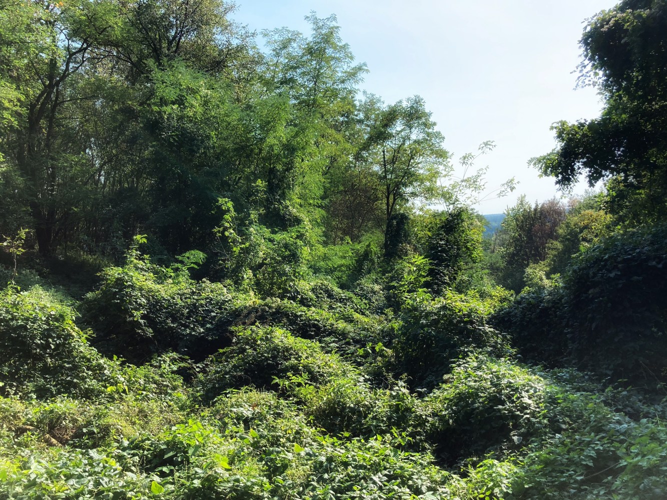Urwald & wieder keine Aussicht am Teufelsberg