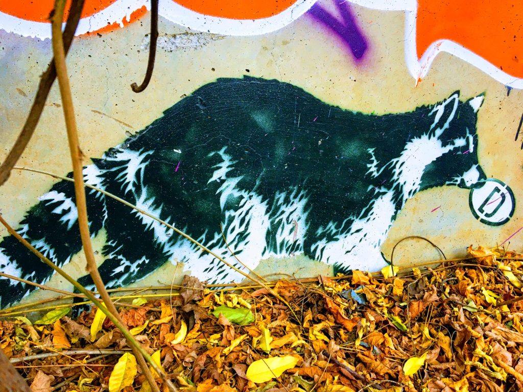 Waschbär Streetart am Pankeufer