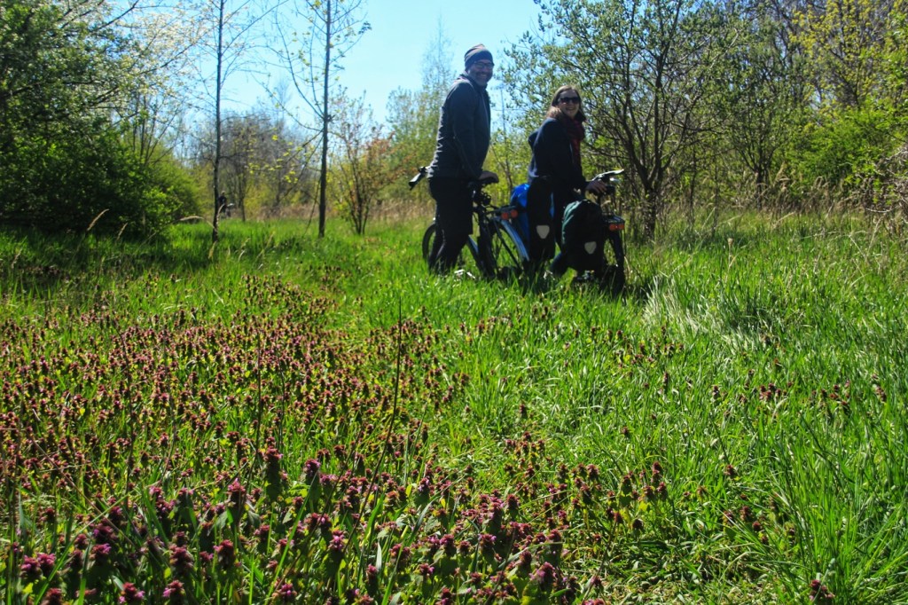 BoBler in der Gleiswildnis
