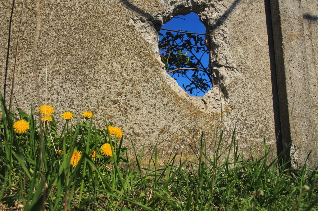 Blume vor Mauer Karlshorst