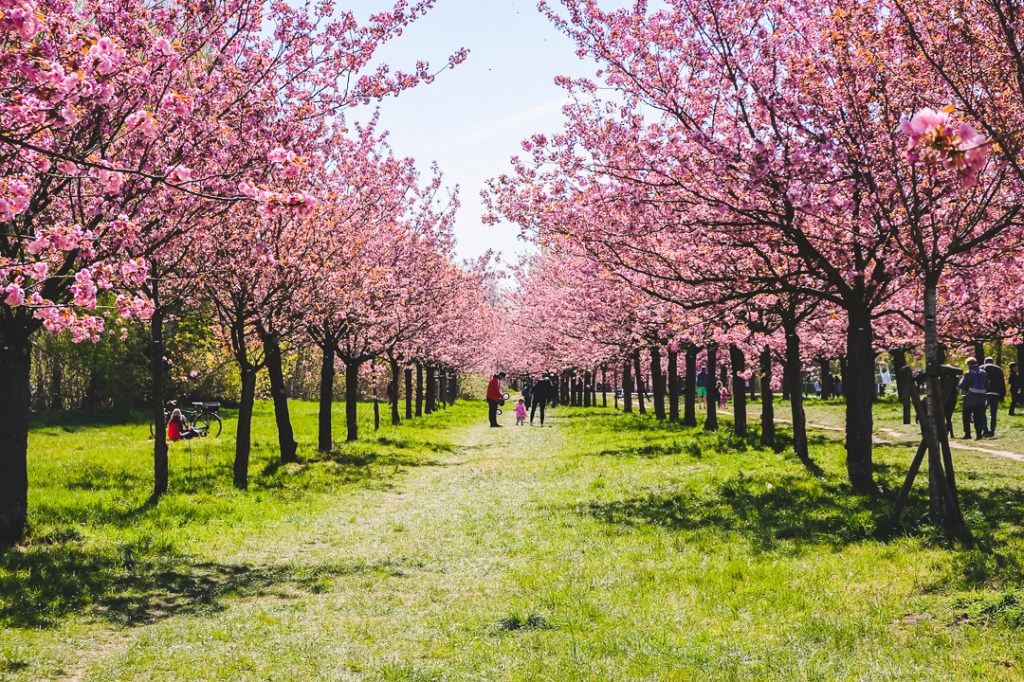 a group of people standing on a lush green field next to a tree